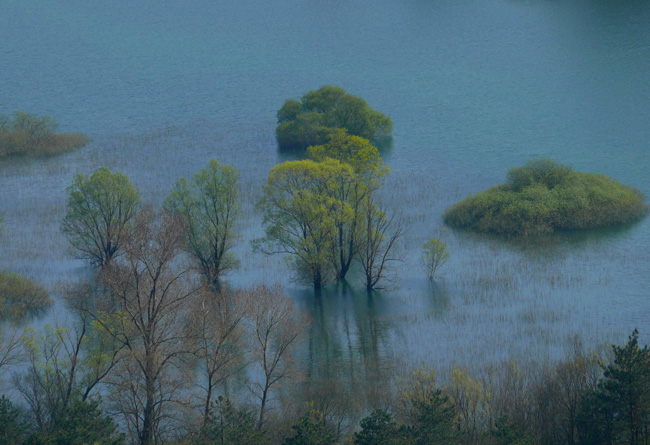 Alberi e acqua